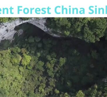 Ancient Forest China Sinkhole