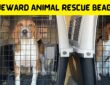 Homeward Animal Rescue Beagles