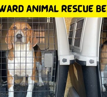Homeward Animal Rescue Beagles