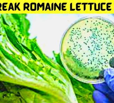 Outbreak Romaine Lettuce E Coli