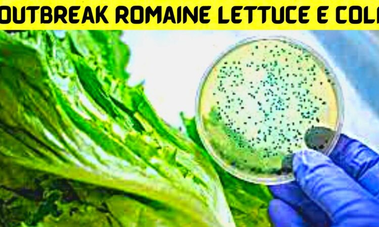 Outbreak Romaine Lettuce E Coli