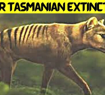 Tiger Tasmanian Extinction