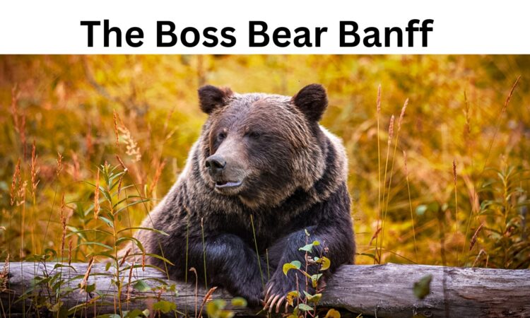 The Boss Bear Banff